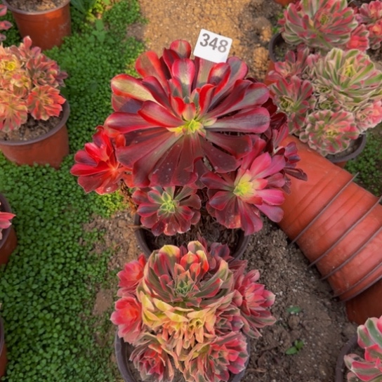 法师2棵10号棚348