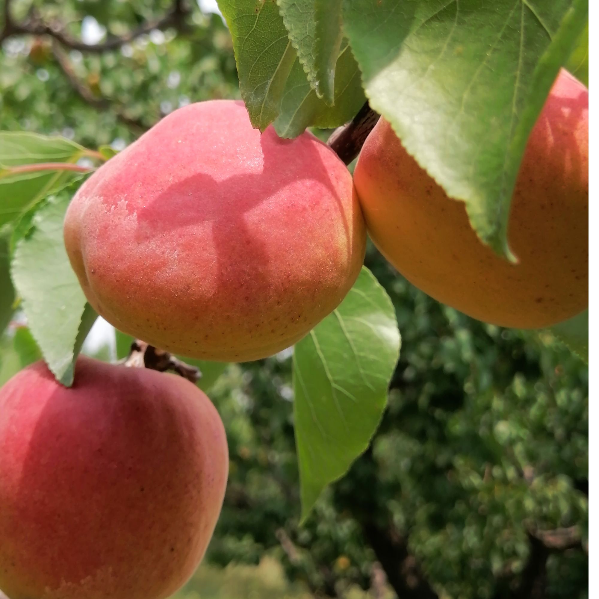 河南三门峡渑池云姐农家仰韶大杏