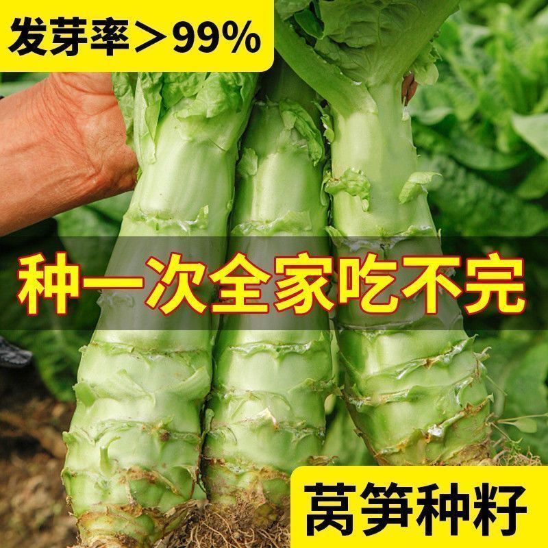 大头莴笋种子 高产耐寒白皮绿肉莴苣四季春秋冬蔬菜家庭园艺 种子