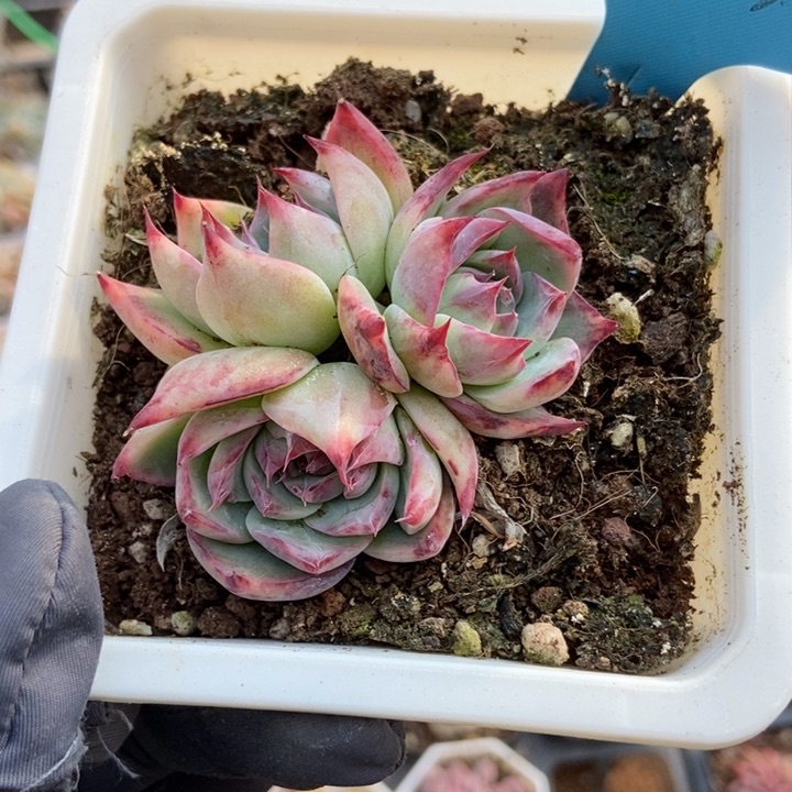 034惊鸿仙子多肉植物