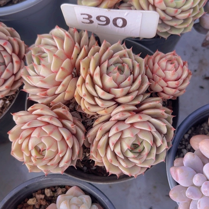 健健康康平平安安