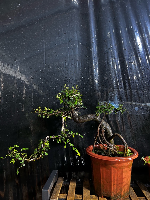 罗汉松 黄杨 巴西红果 铁包金 南天竹 六月福建茶 女贞 赤楠 白蜡