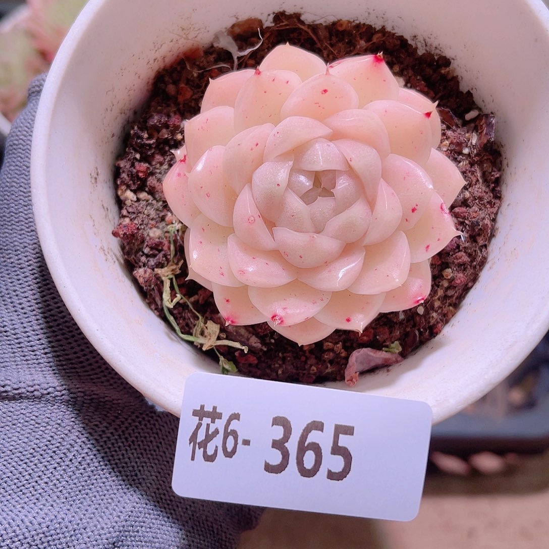 花06-365麦秆单头