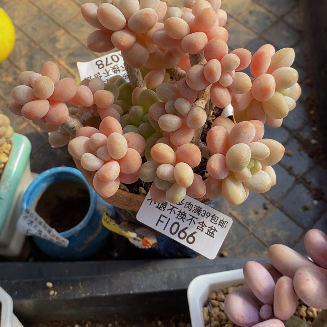 鱼子酱066/10cm多肉