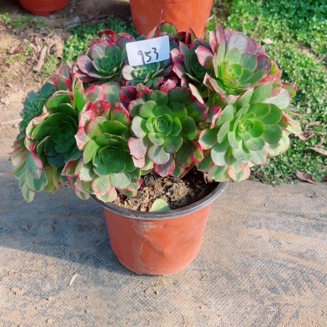 953雨荷缀化多肉植物