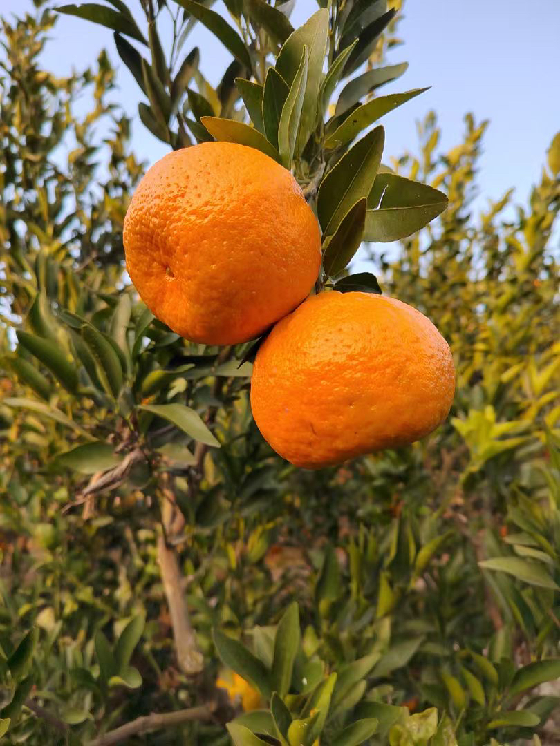 巴东雷家坪碰柑 鲜果中大果整箱自然成熟 肉嫩多汁