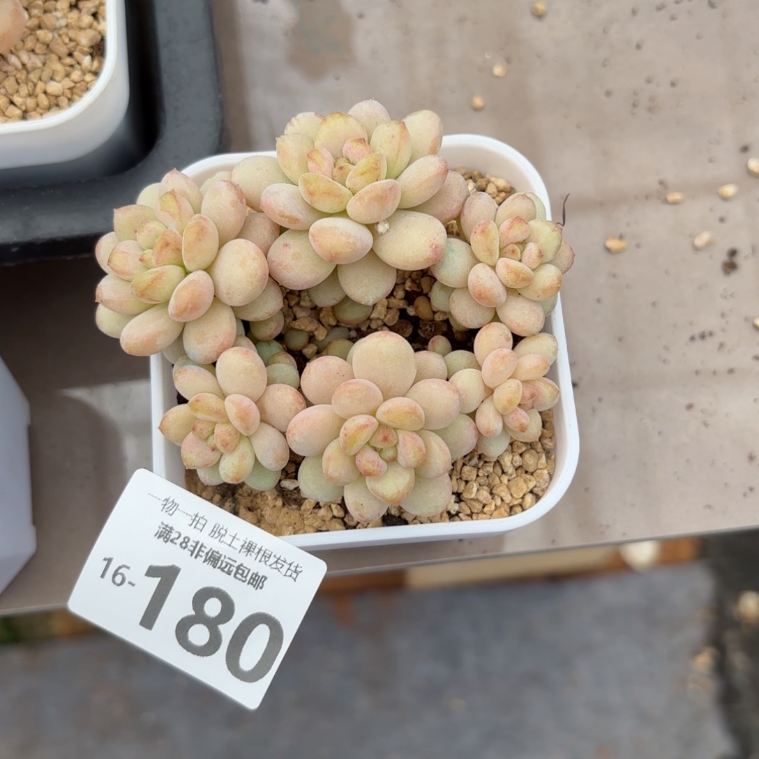 阳光玫瑰老桩多肉