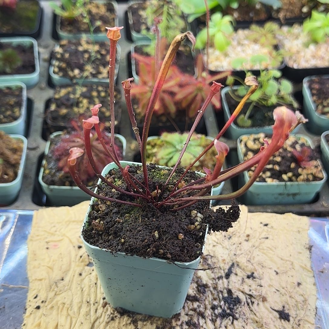 完全开放全红黄瓶