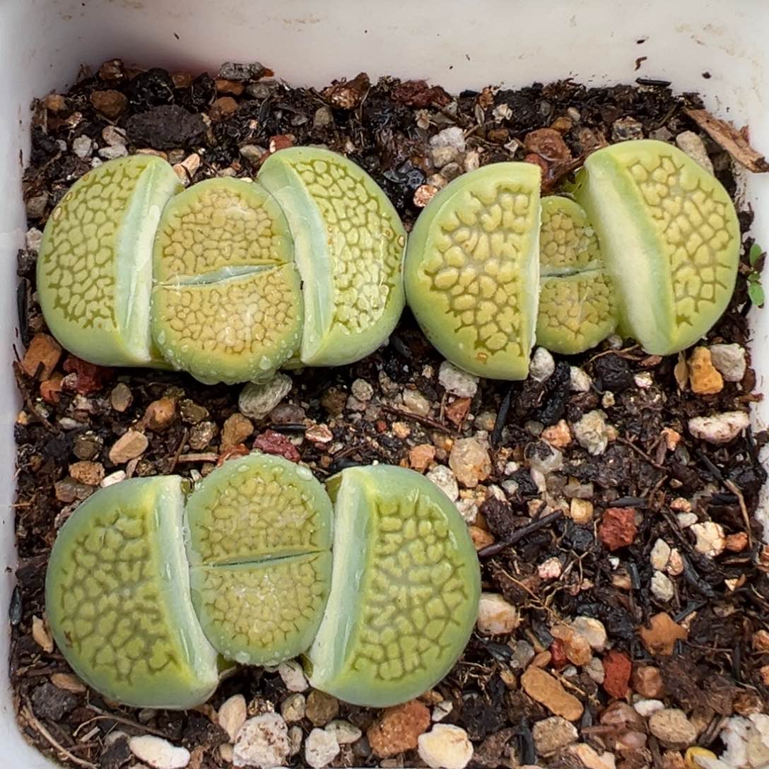 2.8好看的多肉987