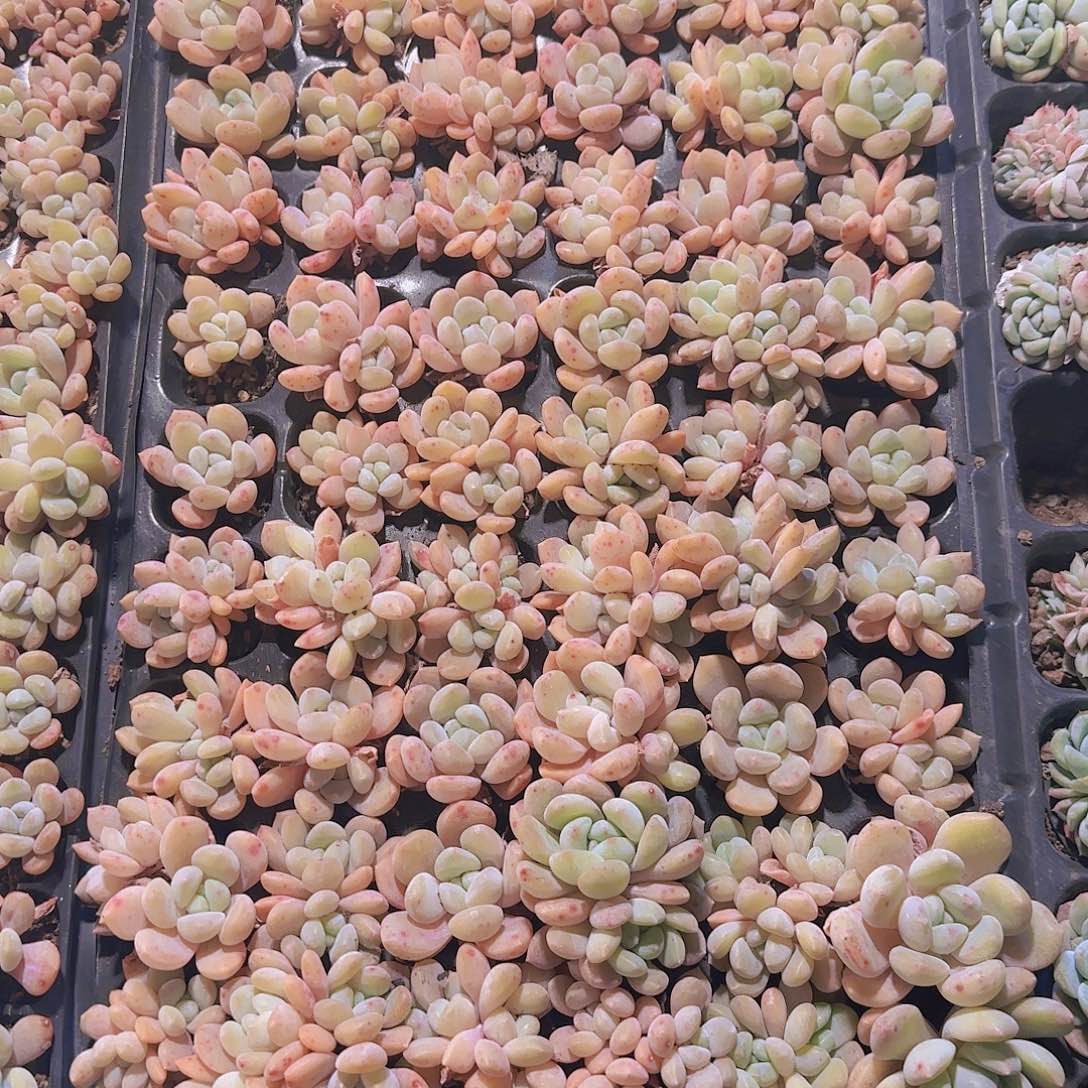 整盘72孔冰橙量拍