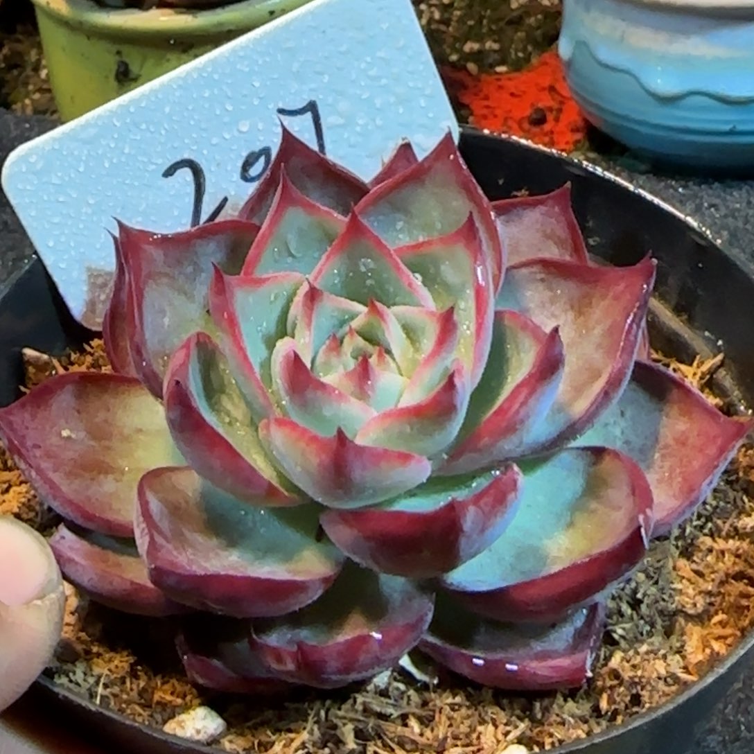 三角惊鸿一物一拍包装收缩花旱207
