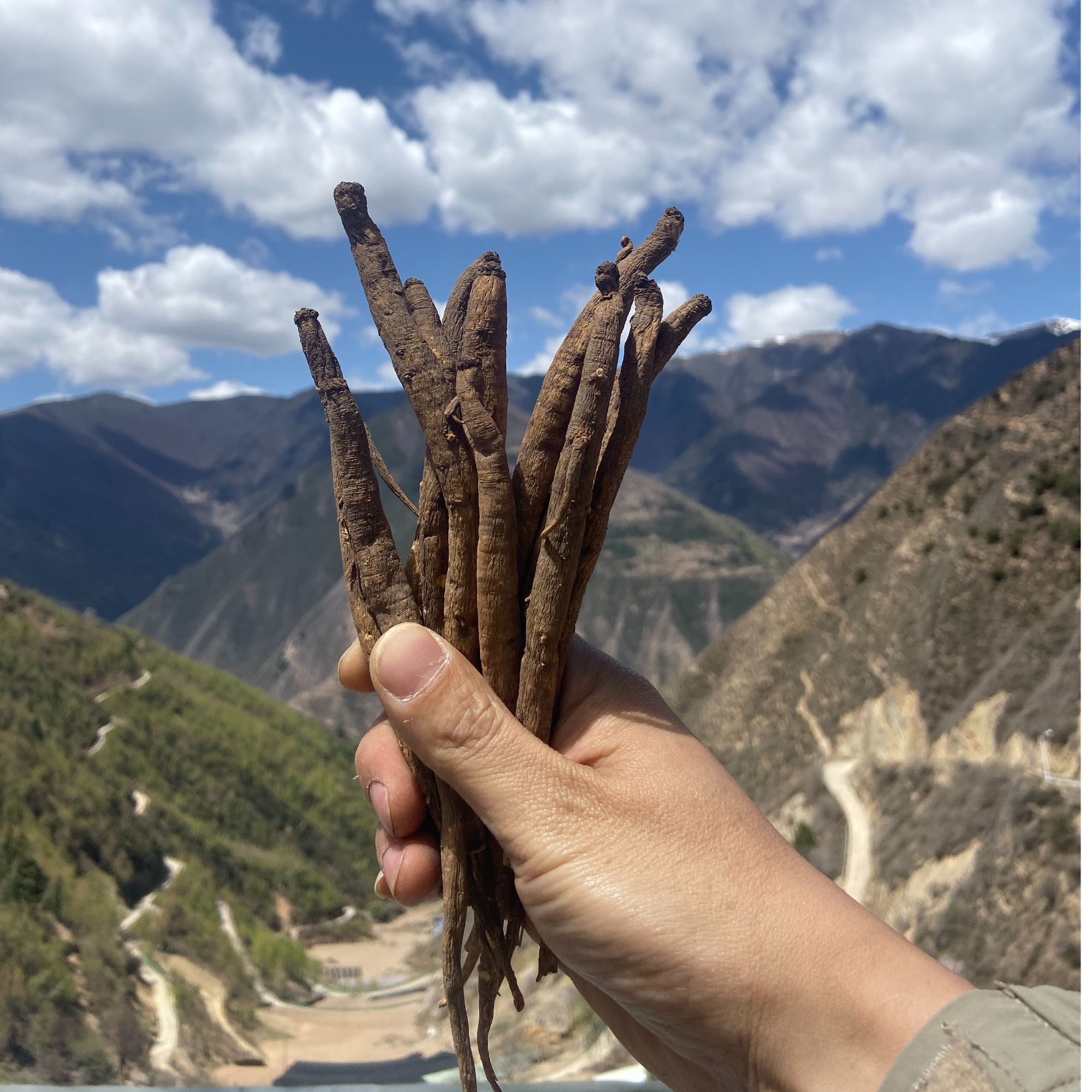 【藏当归】土当归 高山太阳晒干 非种植 无硫 煲汤不苦不麻香甜软糯