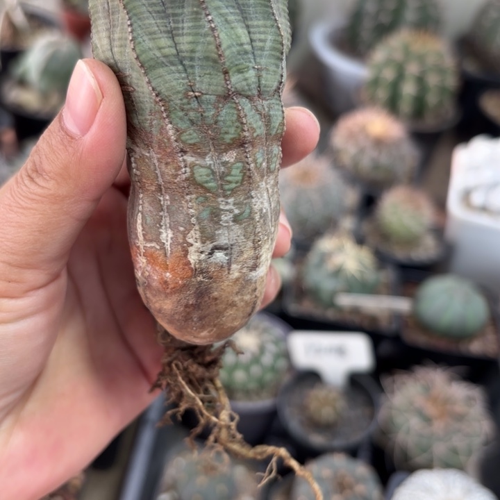 欧布好养皮实好活