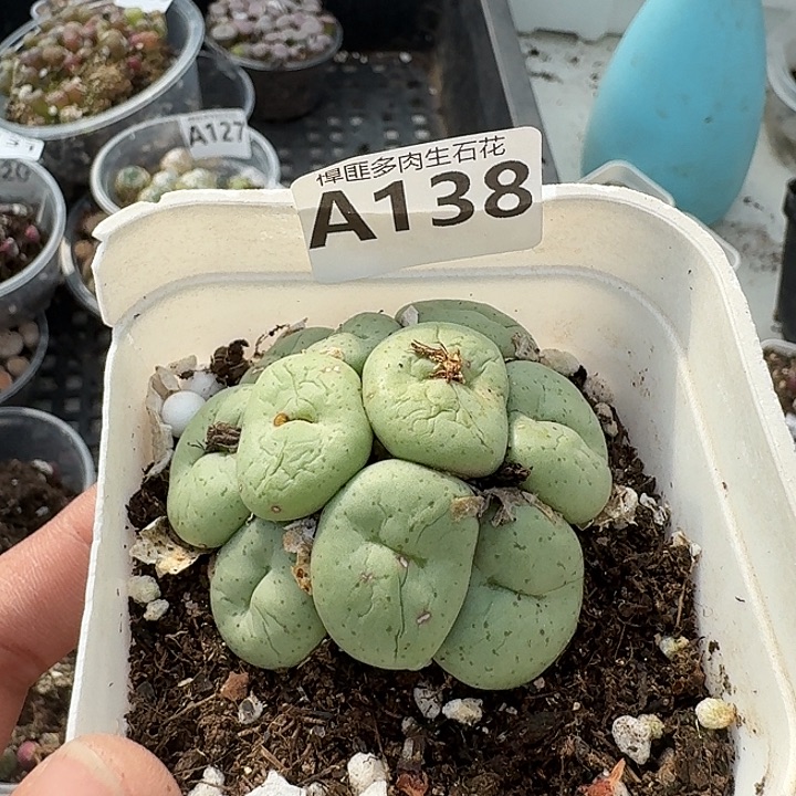 138多肉植物多肉植物