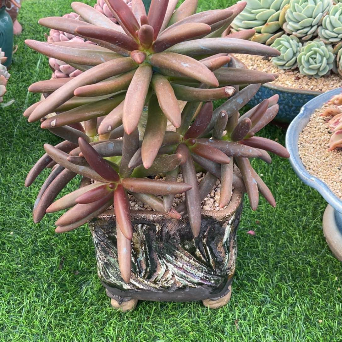 烨*椰大 多头姐 寄养