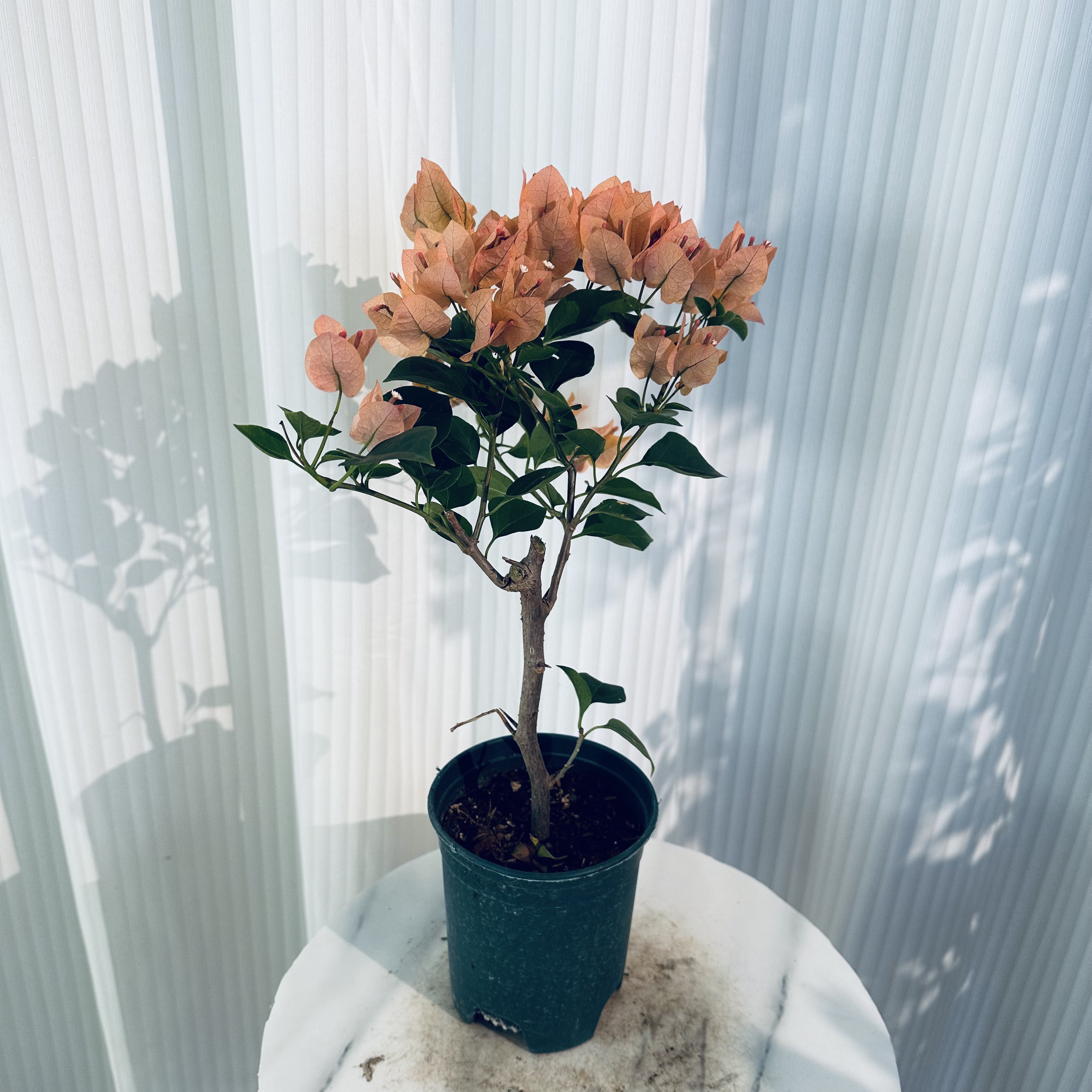 [奶昔 原生盆苗]三角梅 勤花稀少四季开品种