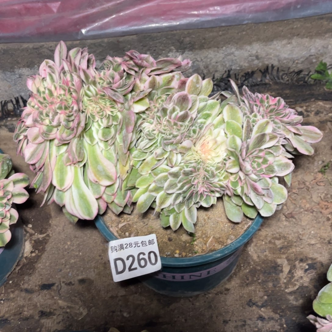 260多肉植物荔枝缀化板子