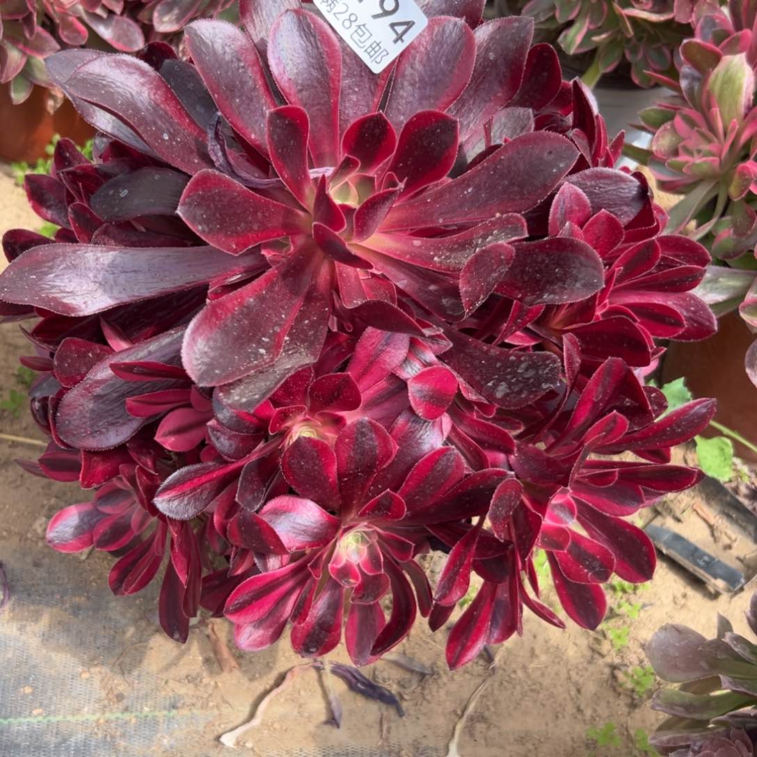 194多肉     美杜莎