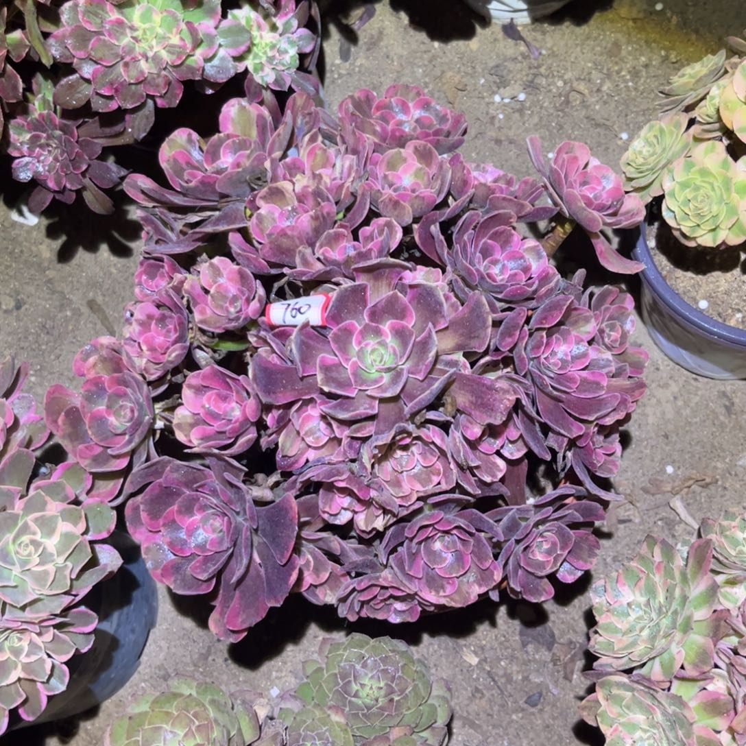760多肉植物爱神法师