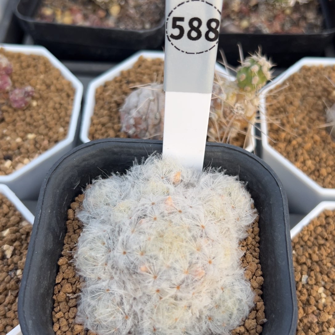 无***白星多肉植物带盆土实生根588