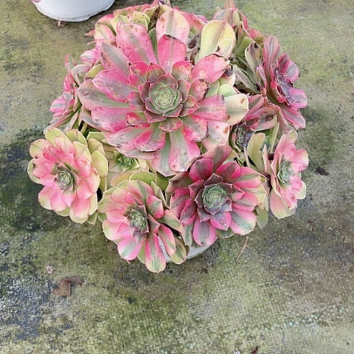 【闪购商品】香****/法师好看也好痒