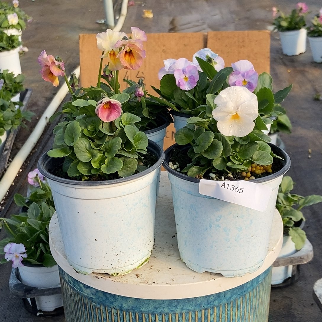 大部分花苞少量开放1365