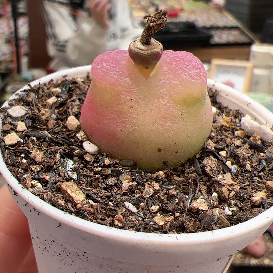 【闪购商品】330 带盆 多肉