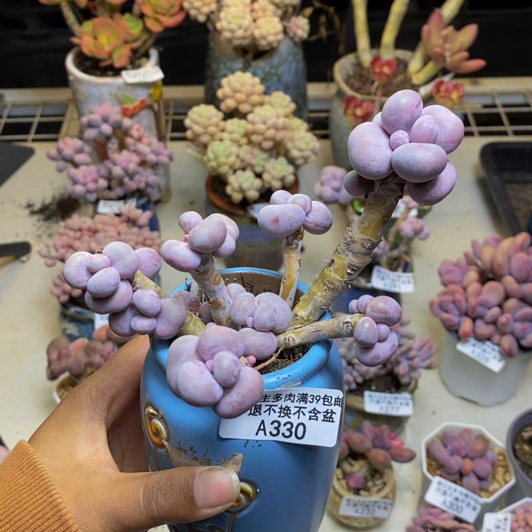 330芭比奶多肉有断枝