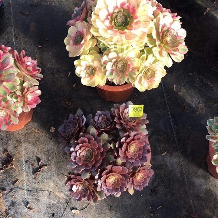 花***栀雨和多肉951带小棵多肉9510000000000