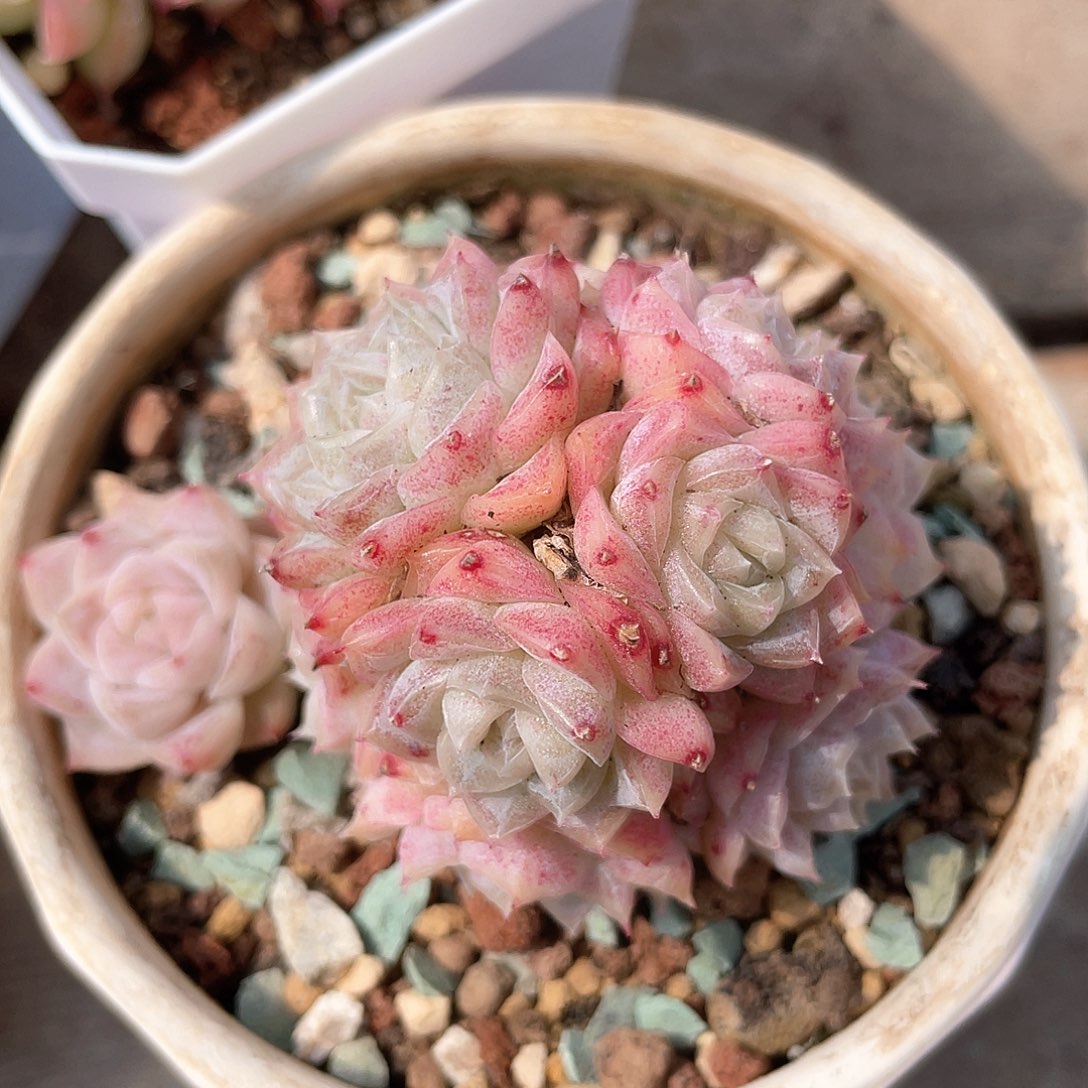 优选女王精品8688