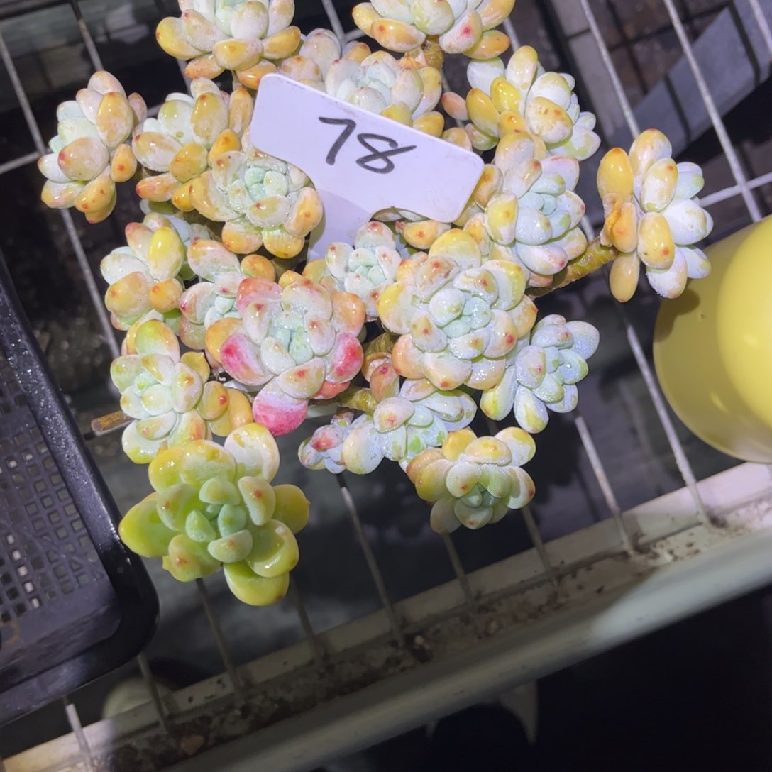 ?***～78 号小曹年度一物一拍