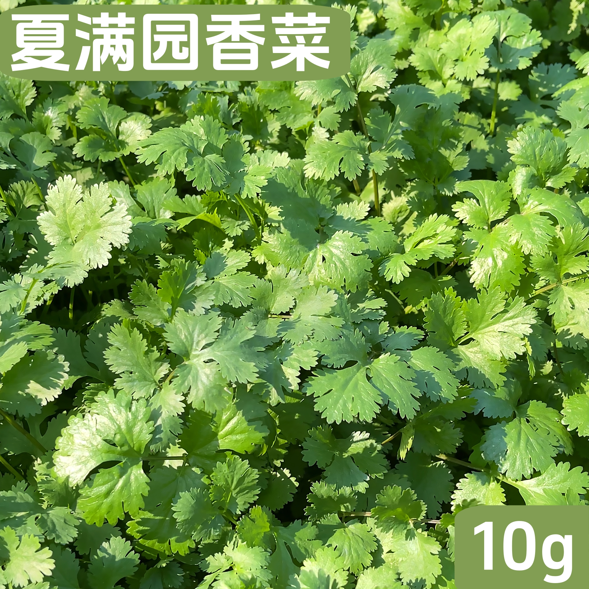 香菜种子大叶香菜速生芫荽种籽耐寒耐热春秋季阳台花盆小菜园种植