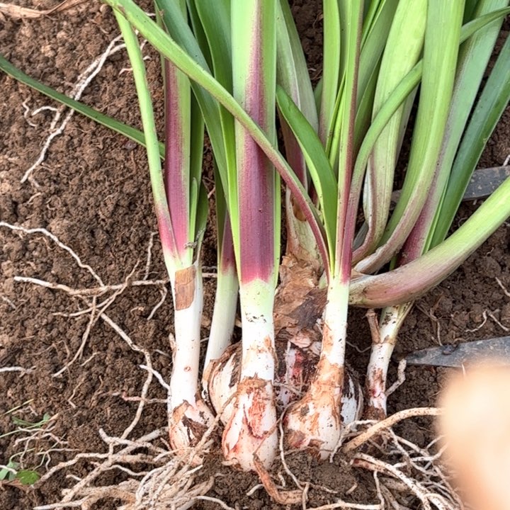 无花朵羽后包对版