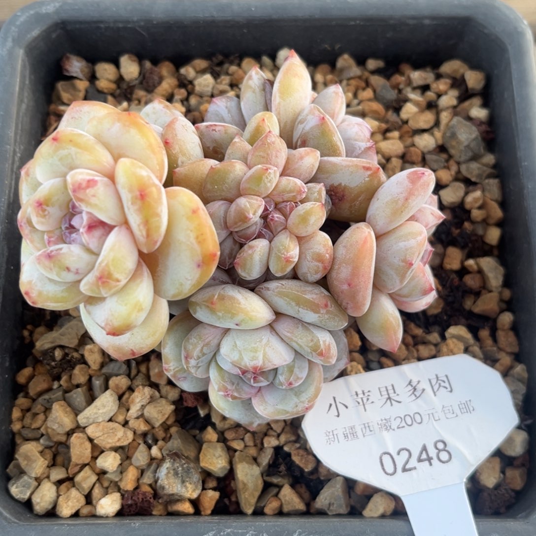 黄底紫心248/10cm7头