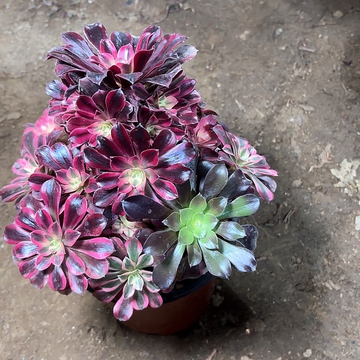 多肉植物美杜莎28