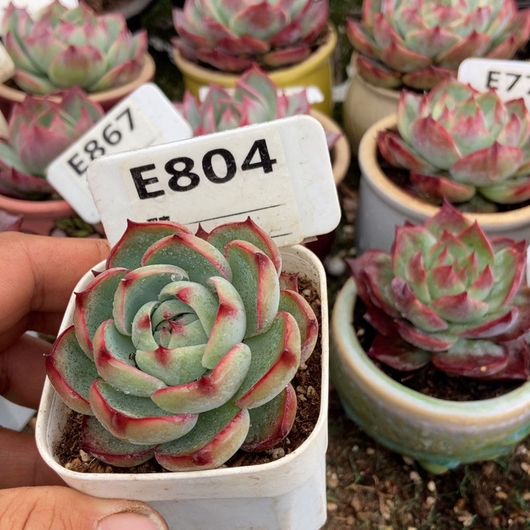 惊鸿一瞥804号多肉