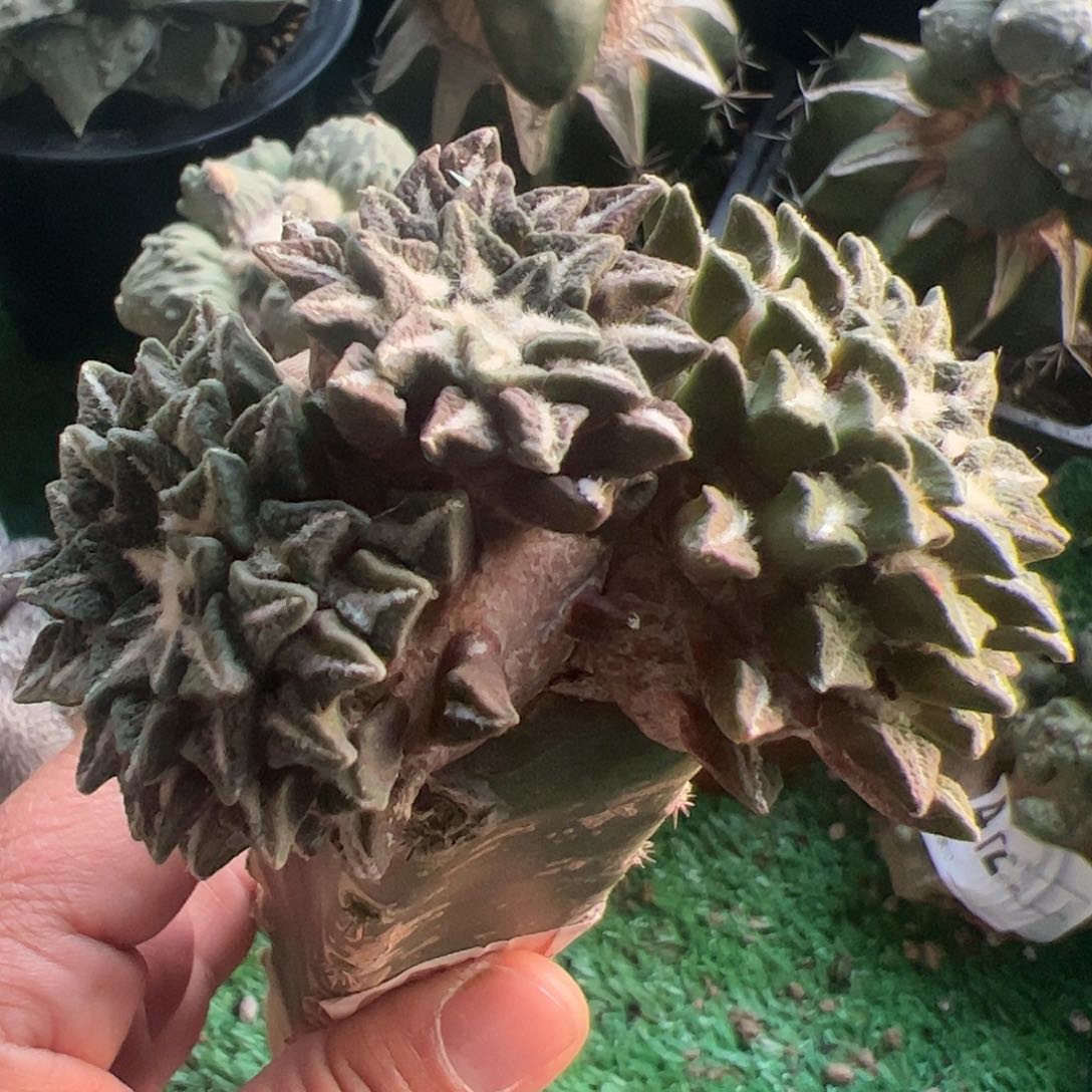 三头黑牡丹仙人球459