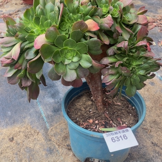 6316，加州香炉盘缀包邮朵朵