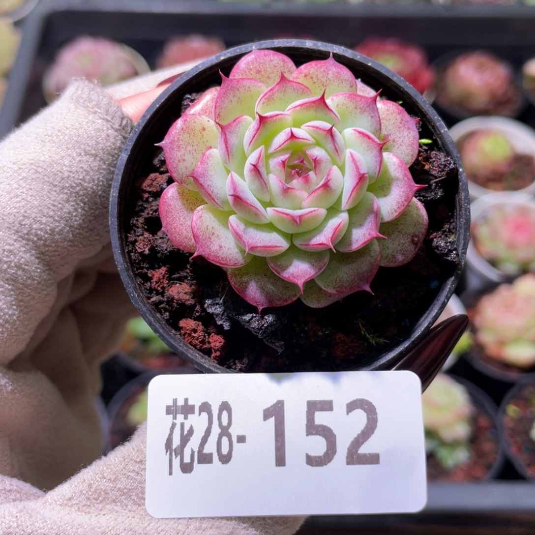 花利美28-152海王