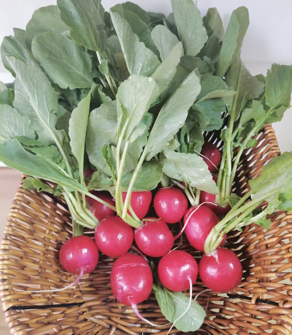 东北农家菜：樱桃小萝卜（脆生可口，色泽诱人）