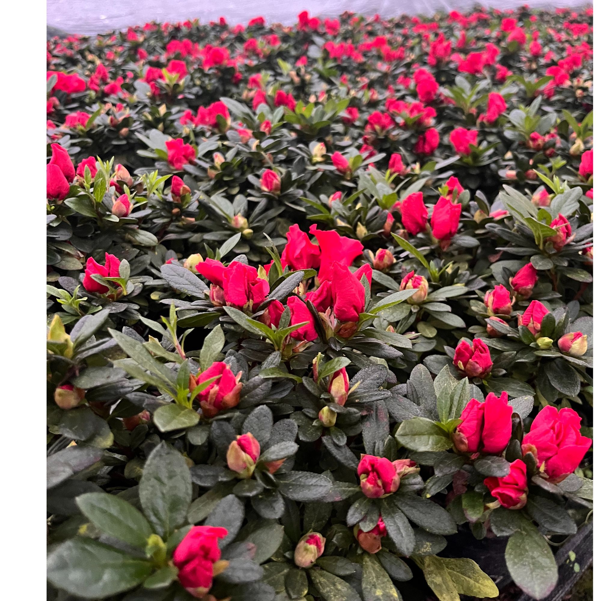 带花苞杜鹃花盆栽四季开花室内外好养易活花卉绿植