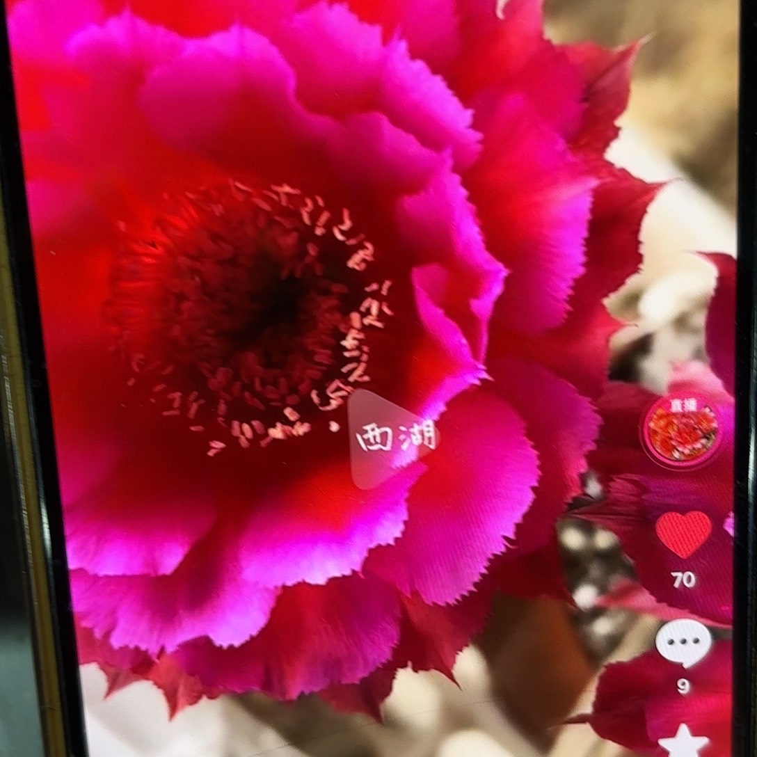 热加彩侧牙20包邮19