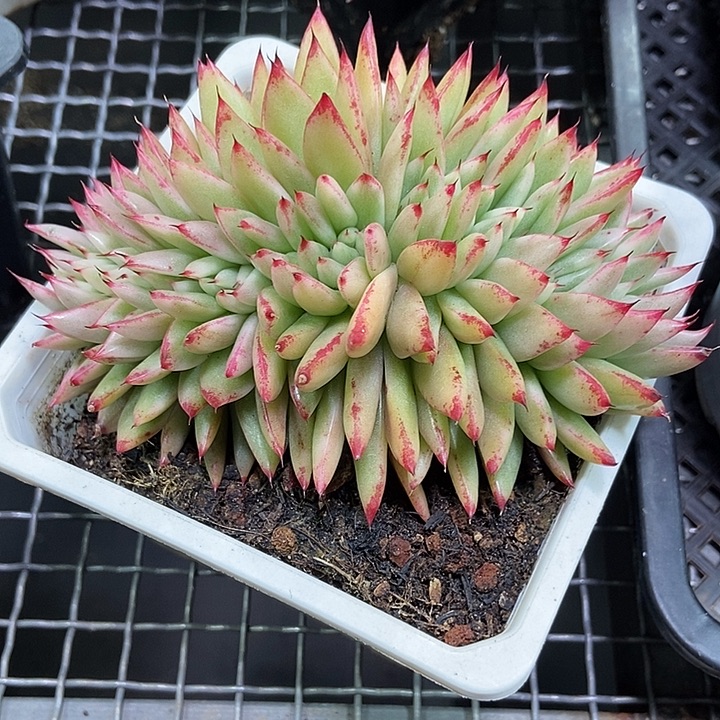 东云缀化锦多肉的