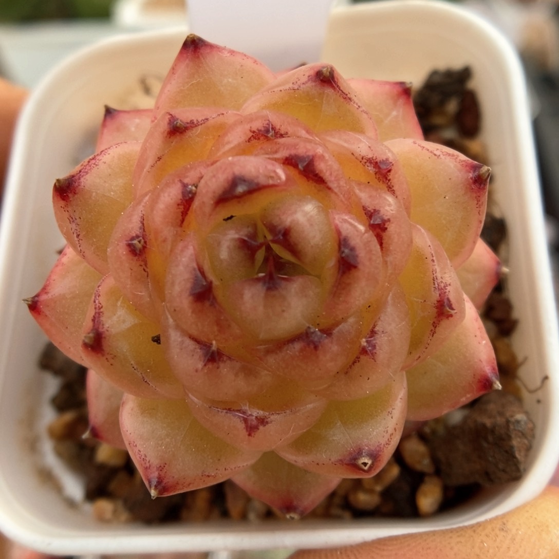 润玉珍妮可拍580号。