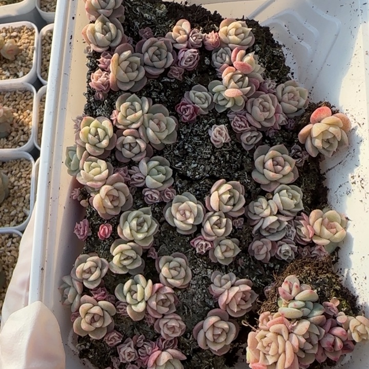 165 号王者系列多肉一盒