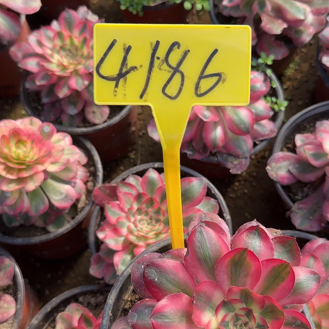 4186---爱丽丝多头