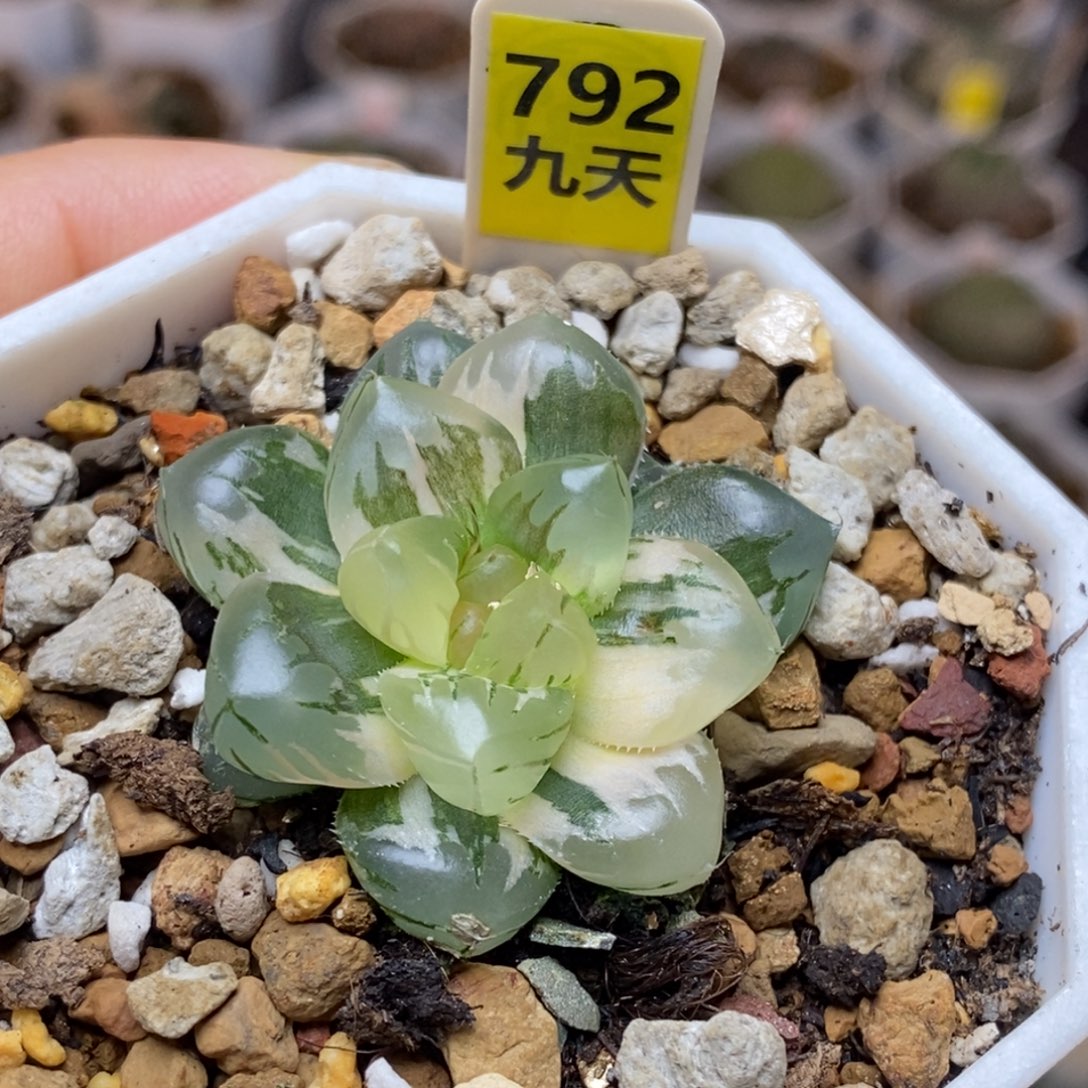792号水中月玉露锦