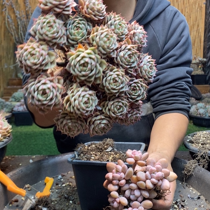 尚***阁341号苯巴多肉植物