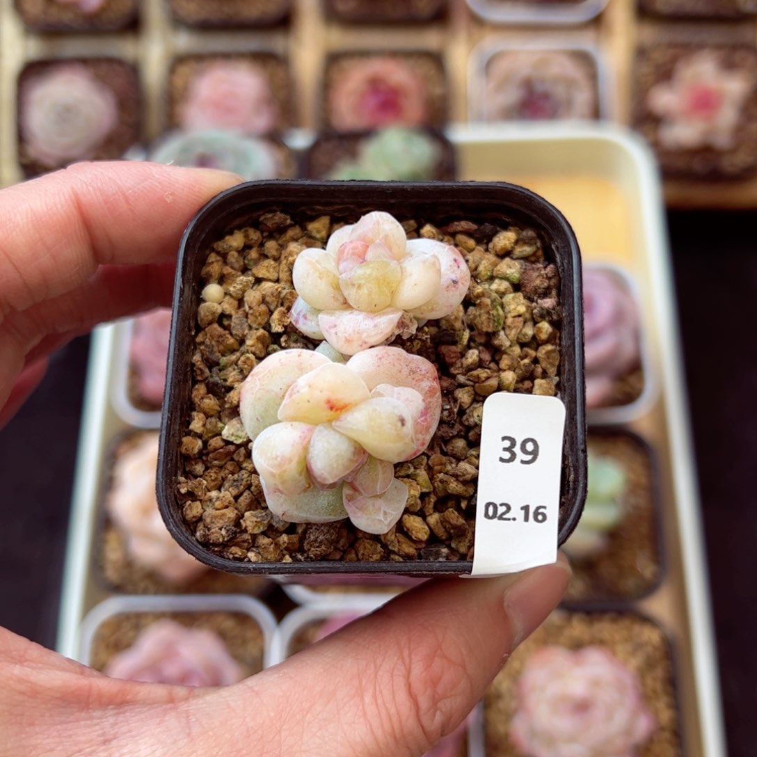 冰玉石化39、哈哈