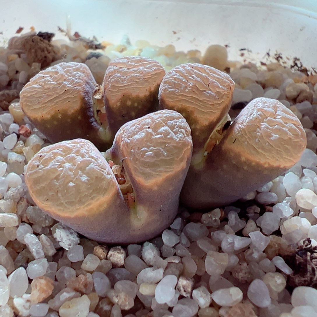 1223-348多肉多肉平窗绒窗